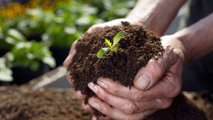 URBAN GARDENING. Nicht bloß ein Trend