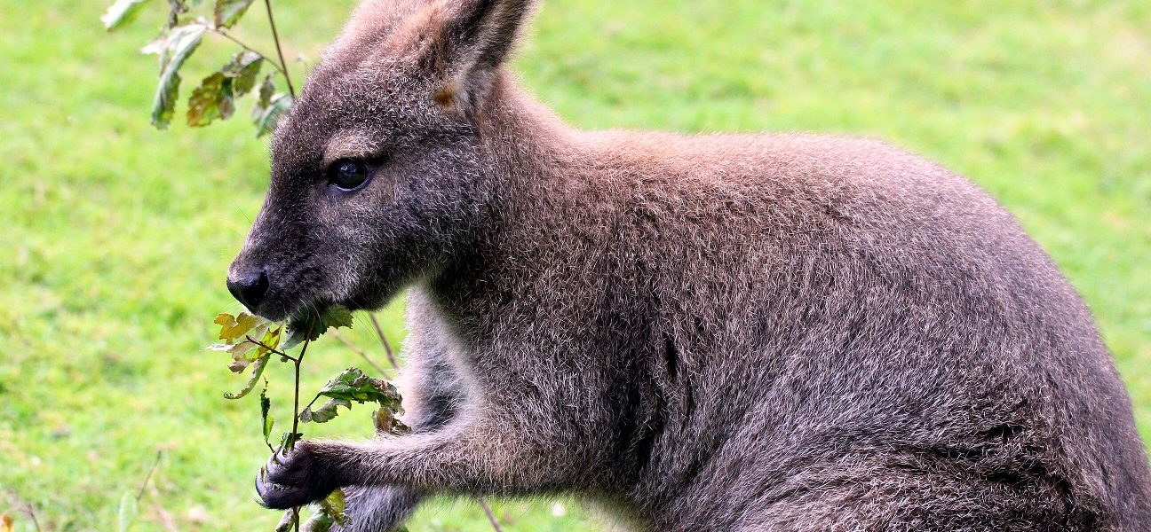 Header Bild Zoo Vivarium: Naturstein-Waschbecken mit Unterstützung der bauverein AG errichtet