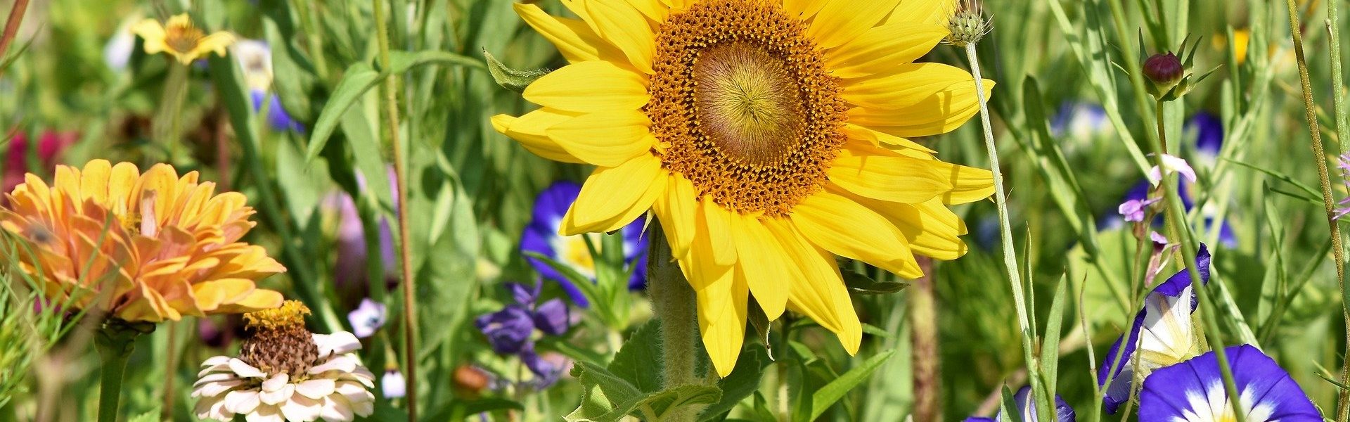 Header Bild Pflege im Sinne der Biodiversität