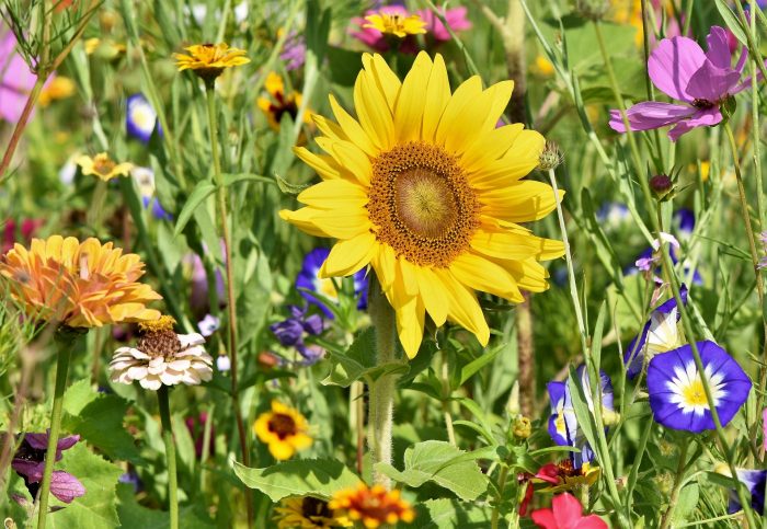 Pflege im Sinne der Biodiversität