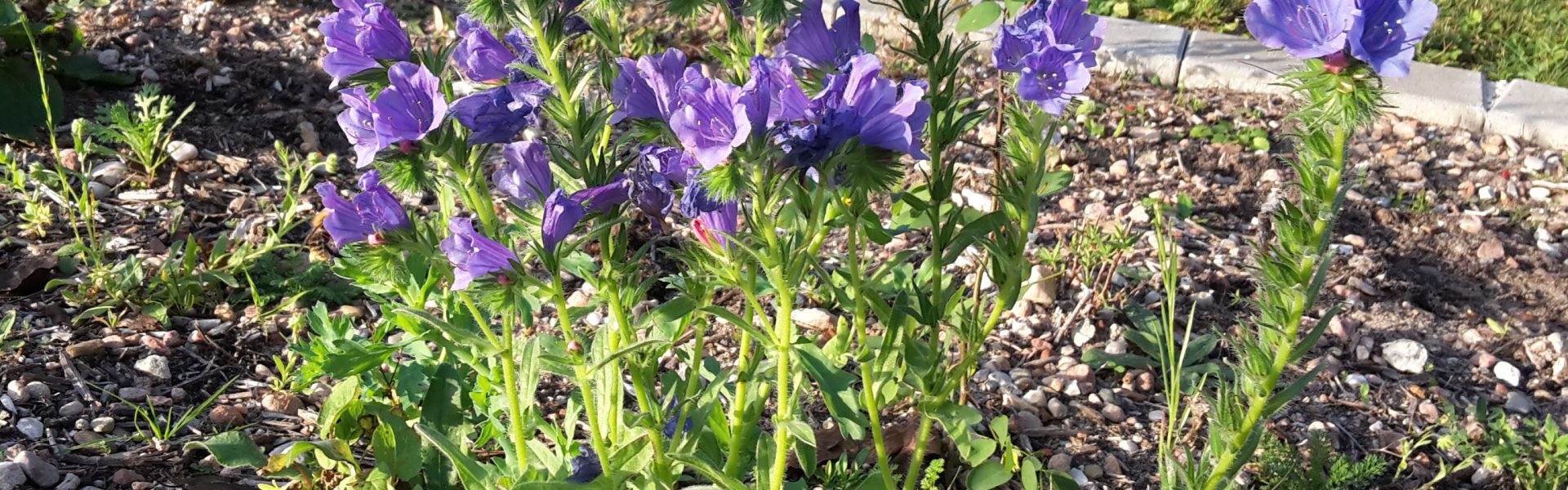 Header Bild Kommunen sorgen für blumenreiche Wiesen und singende Vögel