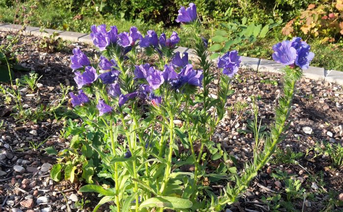 Kommunen sorgen für blumenreiche Wiesen und singende Vögel