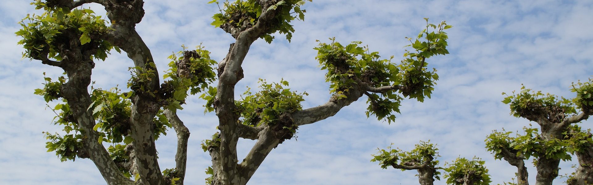 Header Bild Abschluss der Vorbereitungen für die Sanierung des Platanenhains