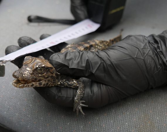 Header Bild Unerwarteter und bedeutsamer Nachwuchs im Zoo Vivarium: Acht junge Stumpfkrokodile geschlüpft