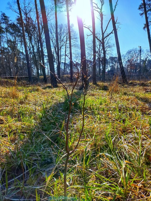 1000 Setzlinge im Darmstädter Wald Klimaherzen Darmstadt im Herzen Nachhaltigkeit