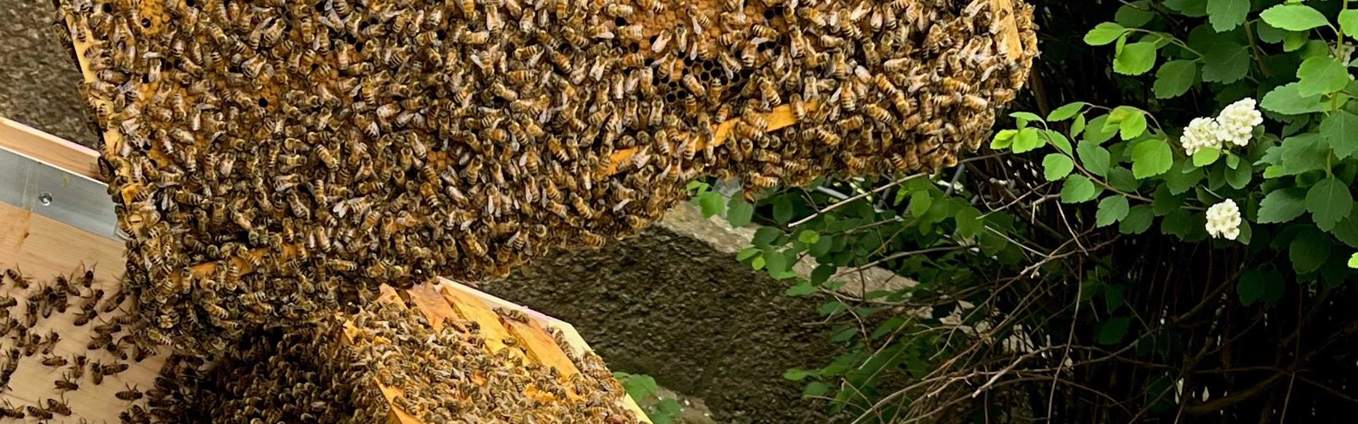 Header Bild Verteilnetzbetreiber stellt Bienenstock auf