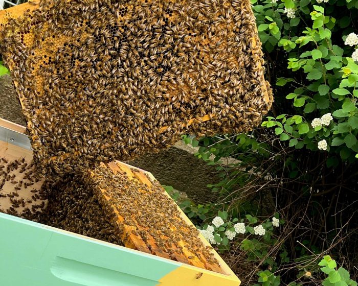 Verteilnetzbetreiber stellt Bienenstock auf