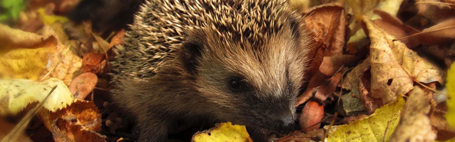 Header Bild Herbstzauber im Vivarium am Sonntag, 30. Oktober 2022, von 11 bis 17 Uhr