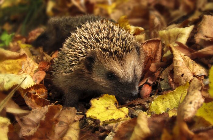 Herbstzauber im Vivarium am Sonntag, 30. Oktober 2022, von 11 bis 17 Uhr