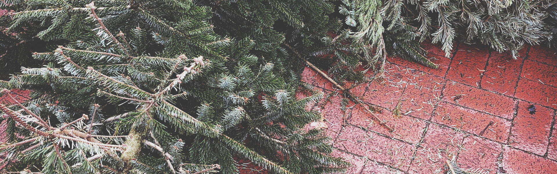 Header Bild EAD sammelt ausgediente Weihnachtsbäume ein: 40 Sammelstellen im gesamten Stadtgebiet