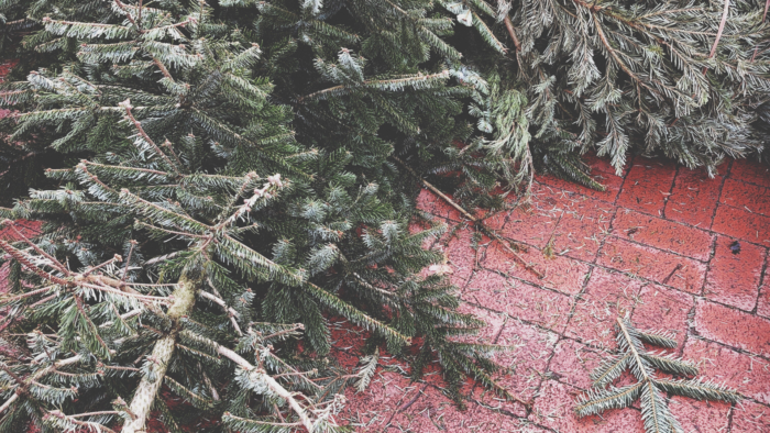 EAD sammelt ausgediente Weihnachtsbäume ein: 40 Sammelstellen im gesamten Stadtgebiet