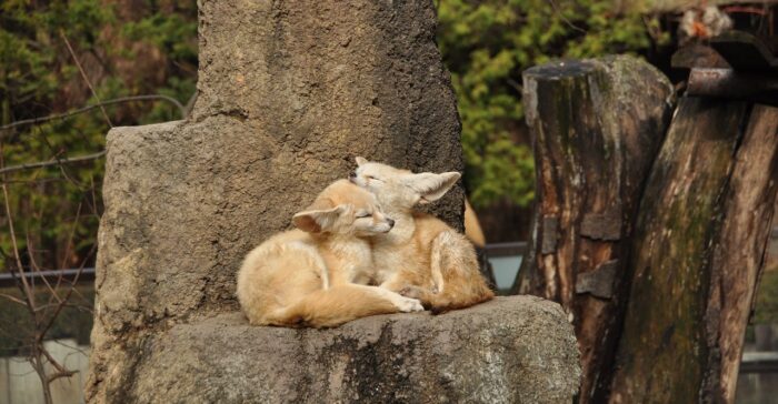 Zoo Vivarium sucht Helferinnen und Helfer für Frühjahrsputz am 23. März