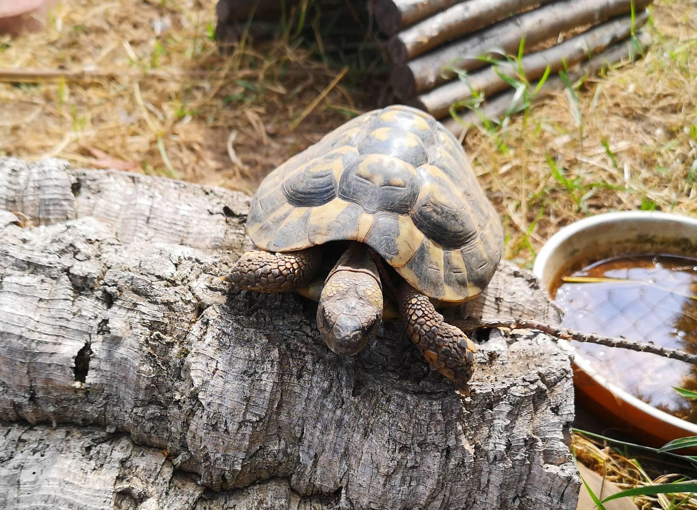 Weihnachten: RP Darmstadt warnt vor unüberlegten Tiergeschenken