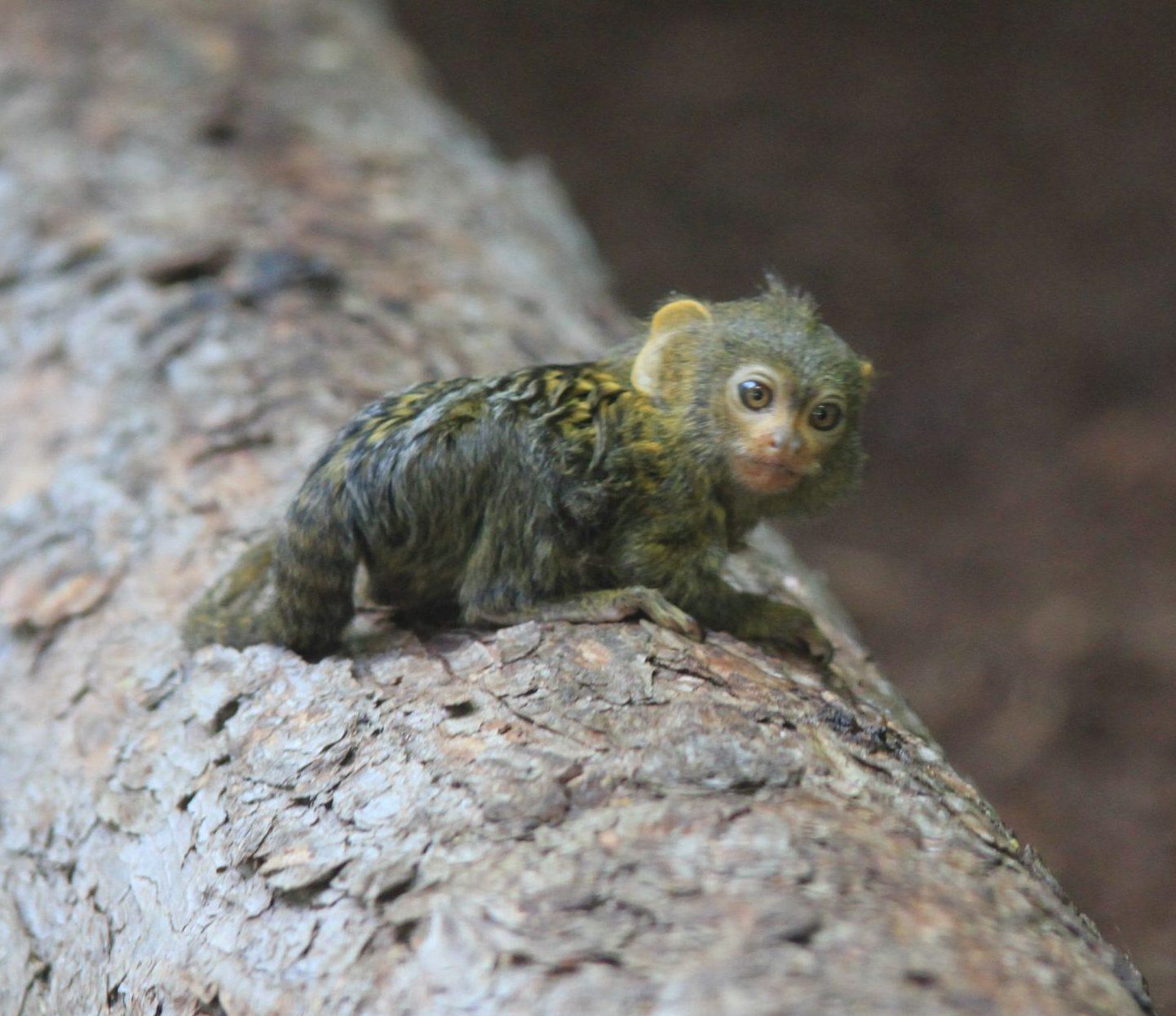Header BildDarmstadt im Herzen – Das Stadtwirtschaftsportal