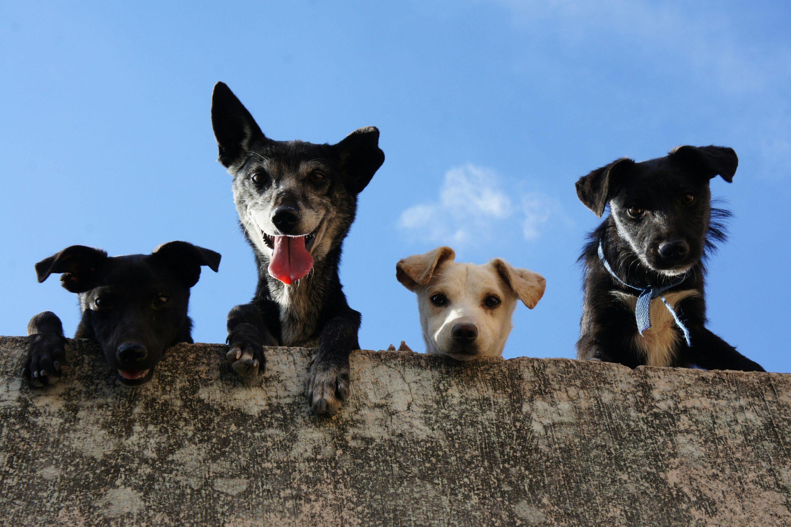 Header Bild Leseförderung mit Vorlesehund Eléva in der Stadtbibliothek