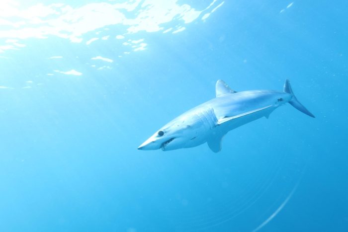 Vortrag über Haie im Hessischen Landesmuseum Darmstadt