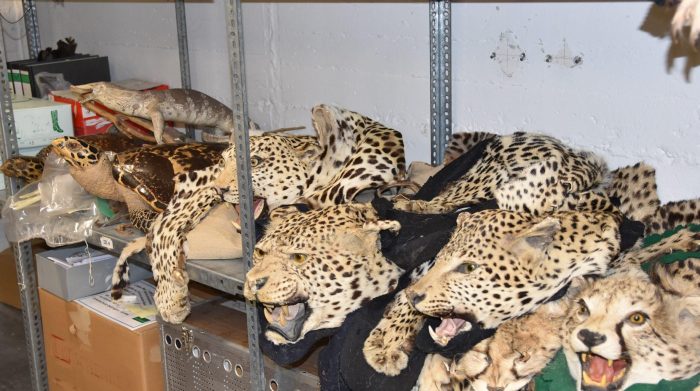 RP Darmstadt kontrolliert Handel mit geschützten Arten