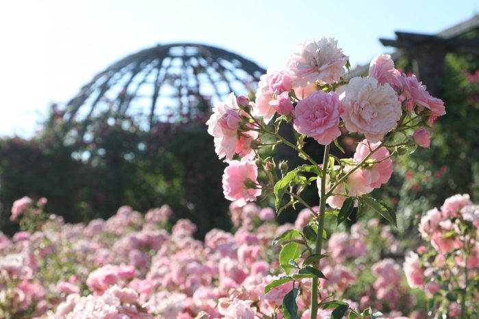 Rosenschnittkurse auf der Rosenhöhe in Darmstadt