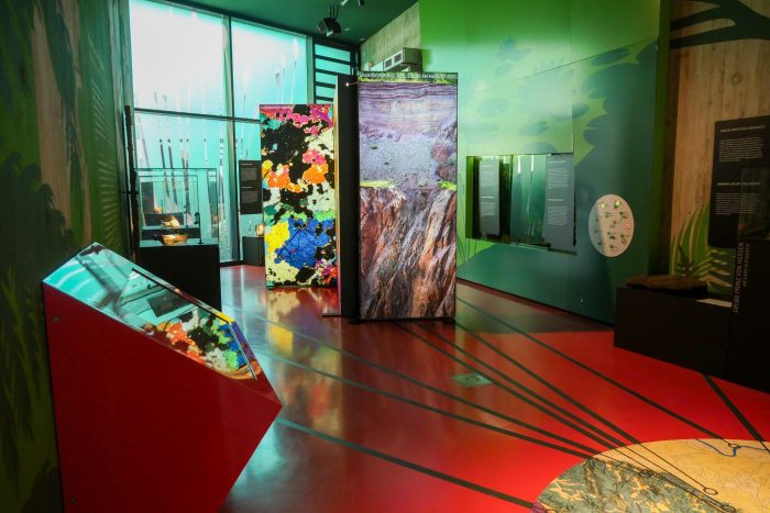 Neue Ausstellung „Messel 30+“ zeigt Millionen Jahre Erdgeschichte