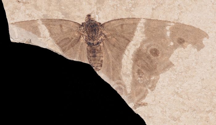 Fossiler Schillerfalter entdeckt: Einblick in Evolution