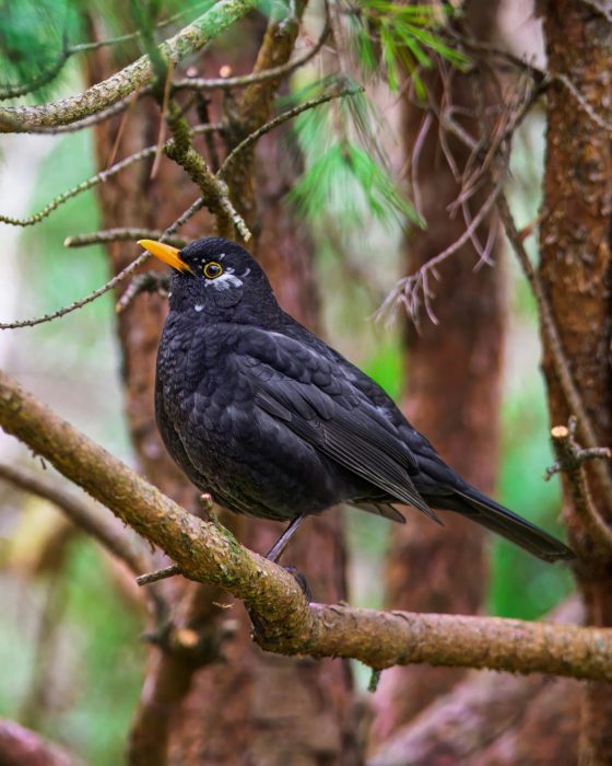 Seniorenführung im Zoo Vivarium: Vogelstimmen entdecken