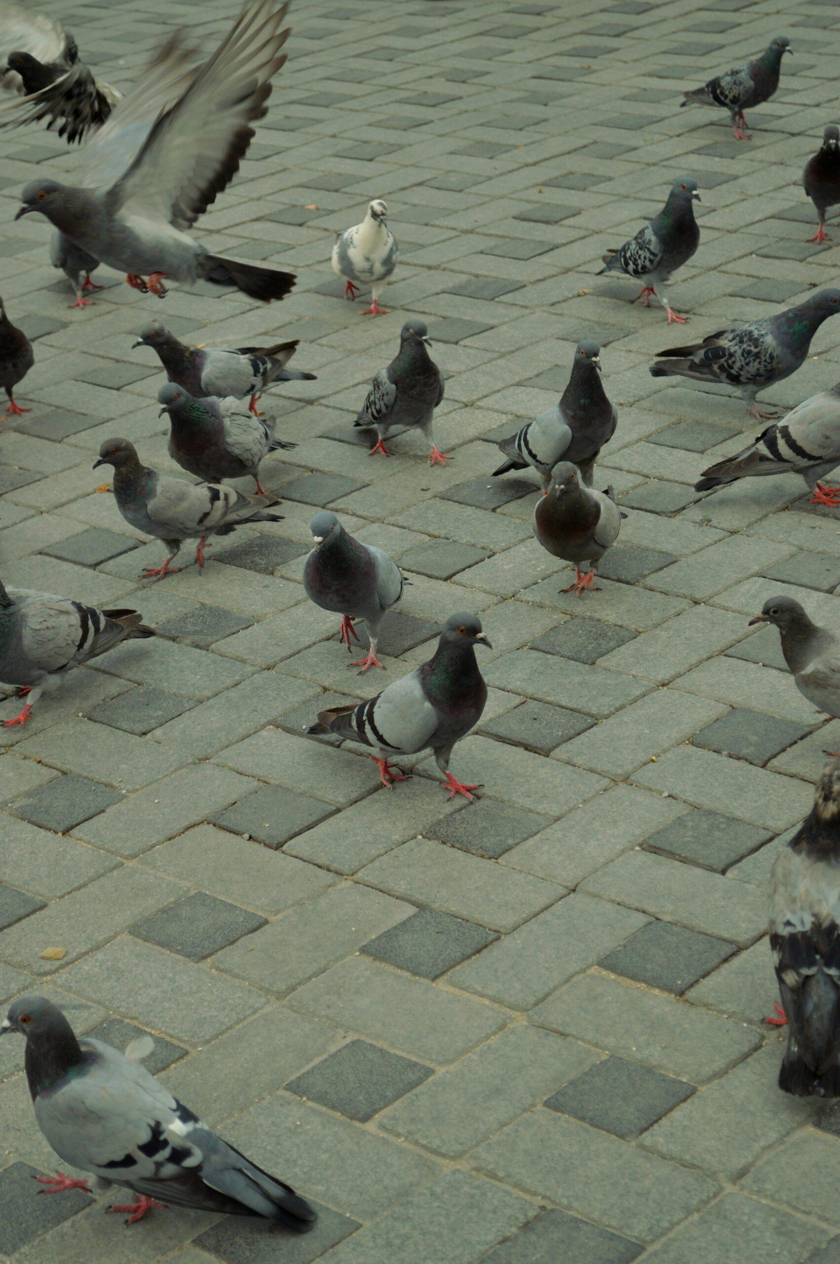 Header Bild Taubenprojekt in Darmstadt: Neuer Taubenschlag an der Landwehrstraße