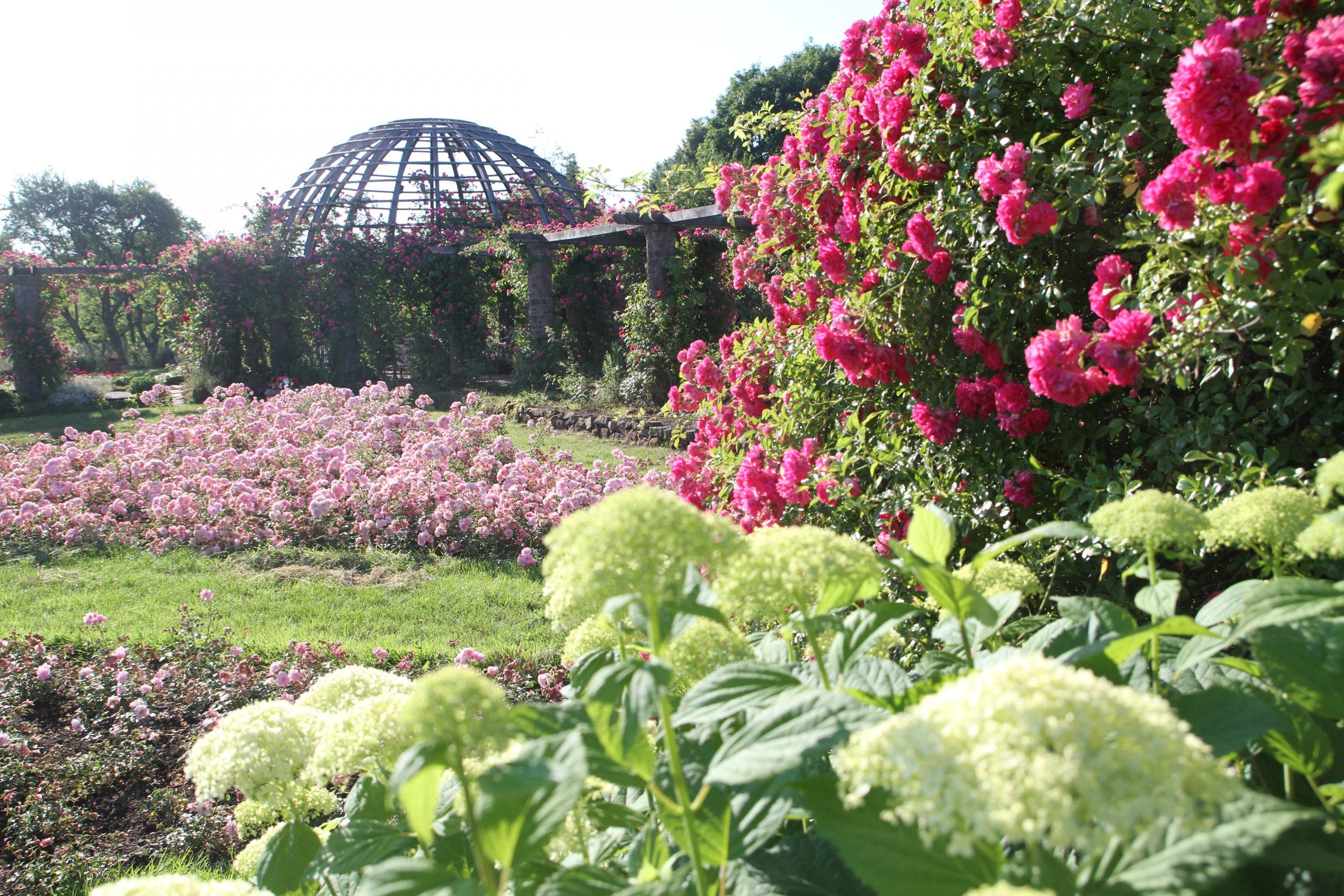Header Bild Führung zu trockenheitsverträglichen Stauden auf der Rosenhöhe